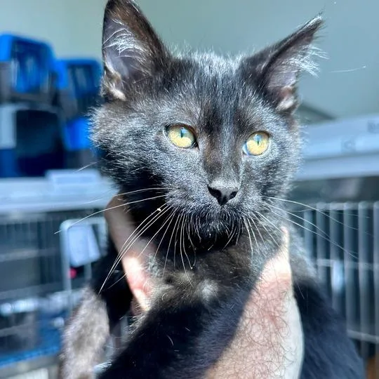 A baby small-sized male Black Domestic Short Hair cat named Owen for adoption in Matteson, IL