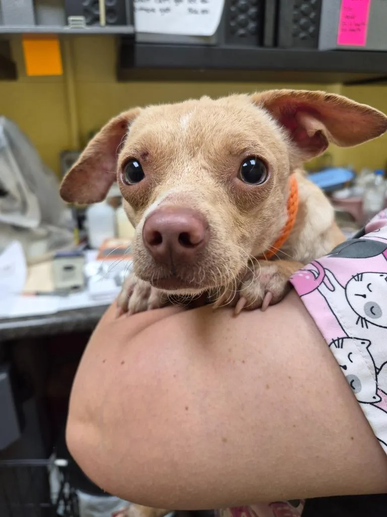 A young small-sized male Chihuahua dog named Pokie for adoption in Crossville, TN