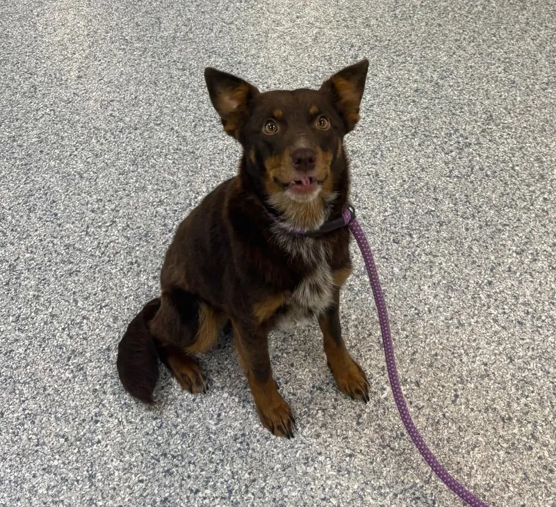 A young medium-sized female Terrier dog named Cola for adoption in Athens, TN