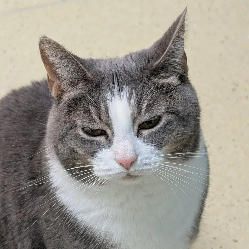 An adult medium-sized female Tabby (Gray / Blue / Silver) Domestic Short Hair cat named Becky for adoption in Cincinnati, OH