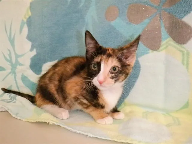 A baby small-sized female Domestic Short Hair cat named Oyster for adoption in San Jose, CA