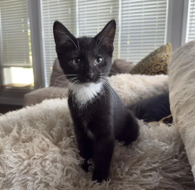 A baby medium-sized male Black & White / Tuxedo Domestic Short Hair cat named Bailey for adoption in Chicago, IL