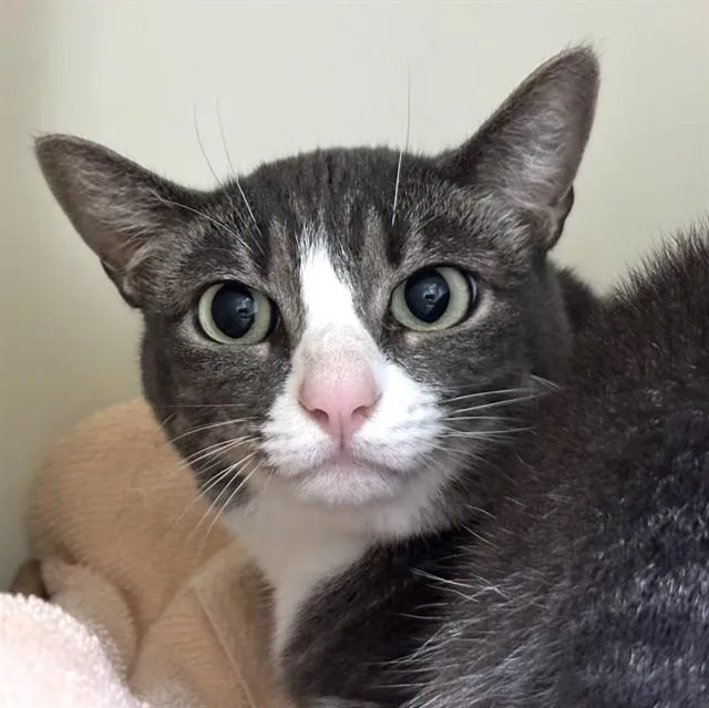 An adult medium-sized female Domestic Short Hair cat named Irina for adoption in Dedham, MA