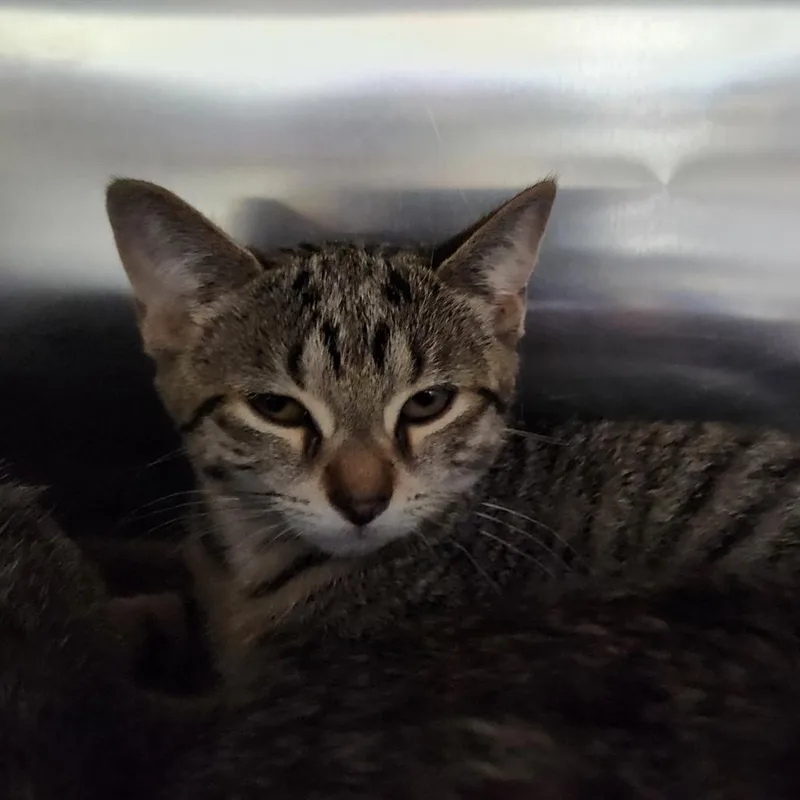 A baby small-sized female Brown / Chocolate Domestic Short Hair cat named Kylie for adoption in Grand Rapids, MI