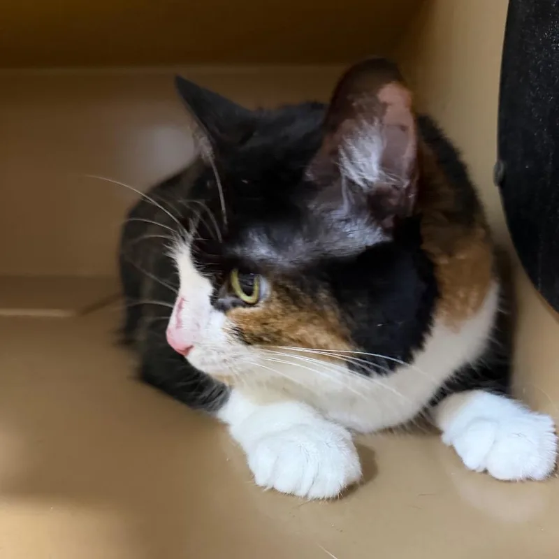 An adult medium-sized female Tortoiseshell Domestic Short Hair cat named Peach for adoption in Madisonville, KY