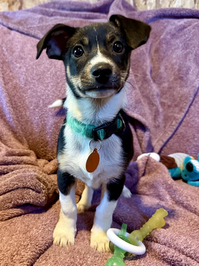 A baby small-sized female Rat Terrier dog named ChiChi for adoption in Waukesha , WI