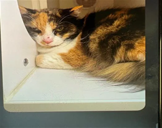 An adult small-sized female Domestic Medium Hair cat named Sissy for adoption in Lodi, CA