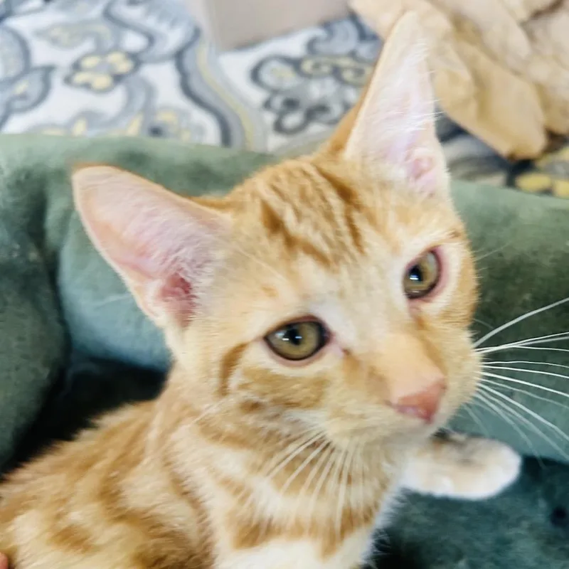 A young medium-sized male Orange / Red Domestic Short Hair cat named Kimchi for adoption in San Diego, CA