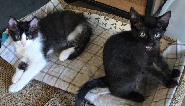 A baby medium-sized female Black Domestic Short Hair cat named Sushi for adoption in Los Angeles, CA
