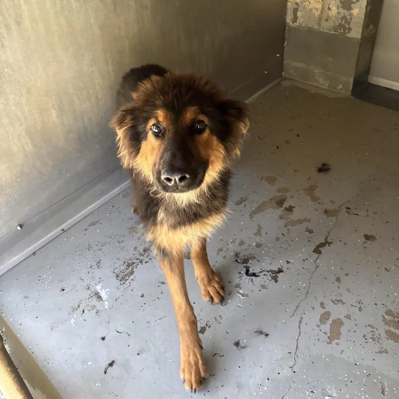 A young large-sized male Black German Shepherd Dog dog named Owen for adoption in Galax, VA
