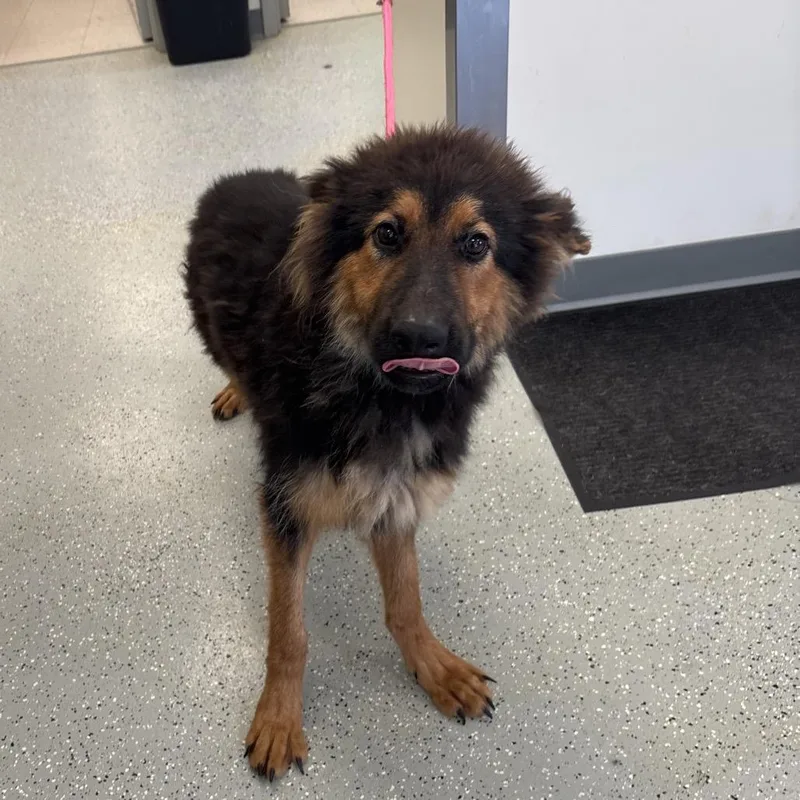 Owen thumbnail 2