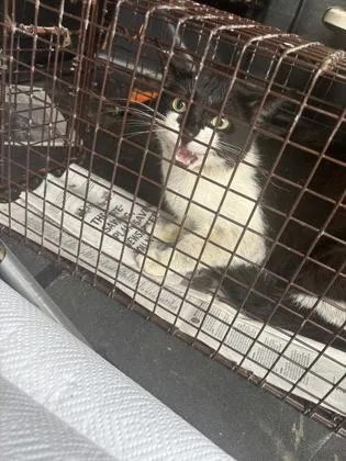 An adult small-sized male Domestic Short Hair cat named Milkshake for adoption in West Chester, PA