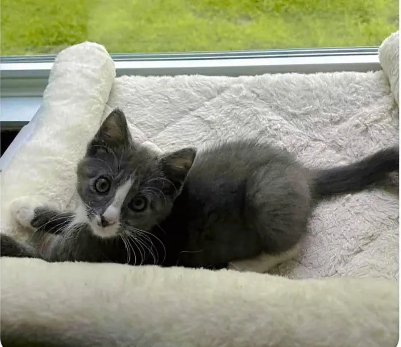 Muffin And Strudel thumbnail 2