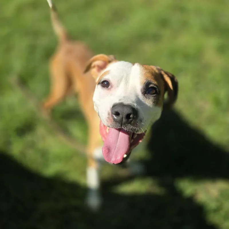 A senior medium-sized male Brown / Chocolate Boxer dog named Flounder for adoption in Dayton, OH