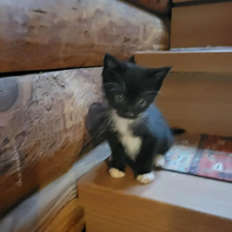 A baby small-sized female Black Domestic Short Hair cat named Lisa for adoption in Spruce Pine, NC