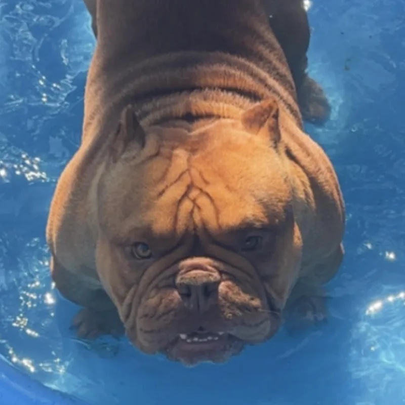An adult medium-sized male Red / Chestnut / Orange English Bulldog dog named Kilow for adoption in Huber Heights, OH