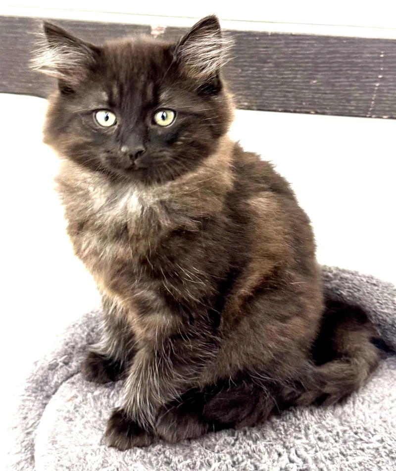 A baby large-sized male Smoke Maine Coon cat named Shashmr. Personality  Super for adoption in Bonney Lake, WA