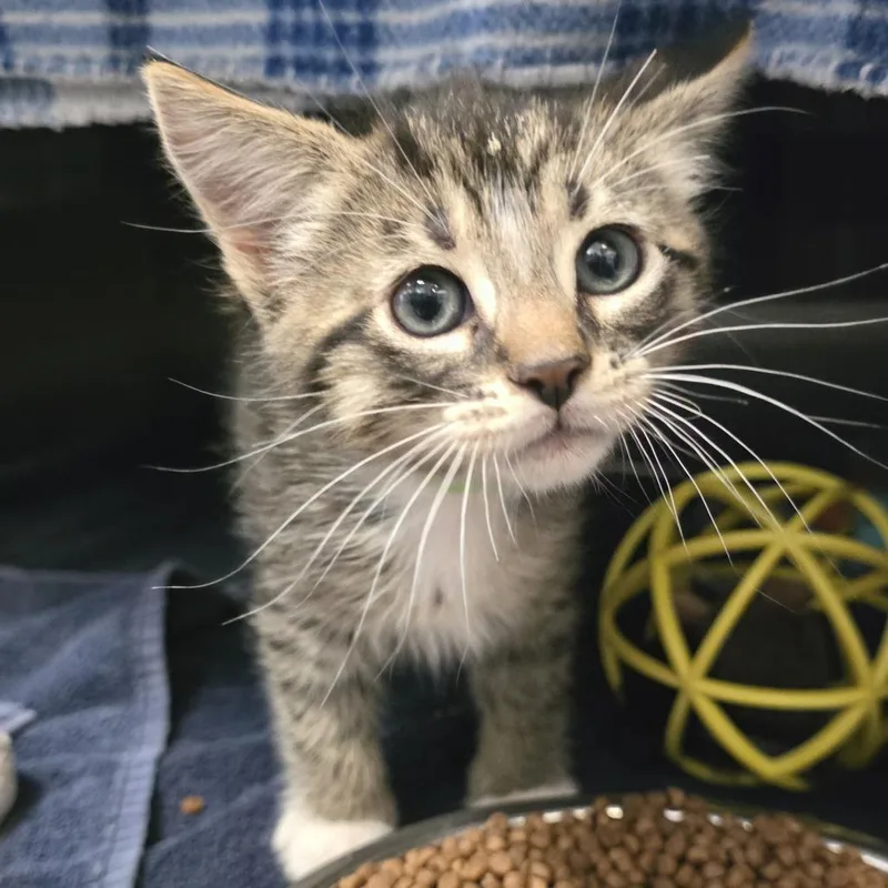 A baby small-sized male Brown / Chocolate Domestic Short Hair cat named Hudson for adoption in Fort Wayne, IN