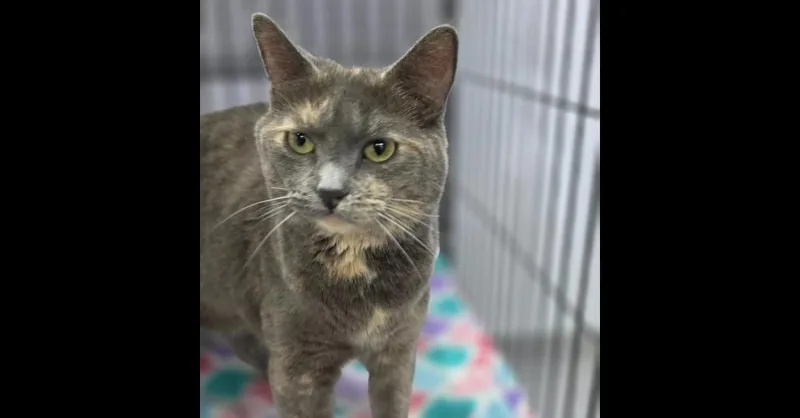 An adult small-sized female Domestic Short Hair cat named Stormi for adoption in Mishawaka, IN