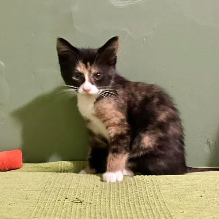A baby small-sized female Calico Domestic Short Hair cat named Imaginary Friend for adoption in Kentwood, MI