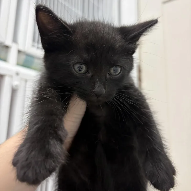 A baby small-sized male Black Domestic Short Hair cat named Bubba for adoption in Franklin, NC
