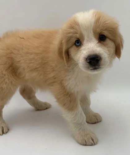 A young small-sized male Australian Shepherd dog named Peanut for adoption in Bowling Green, KY