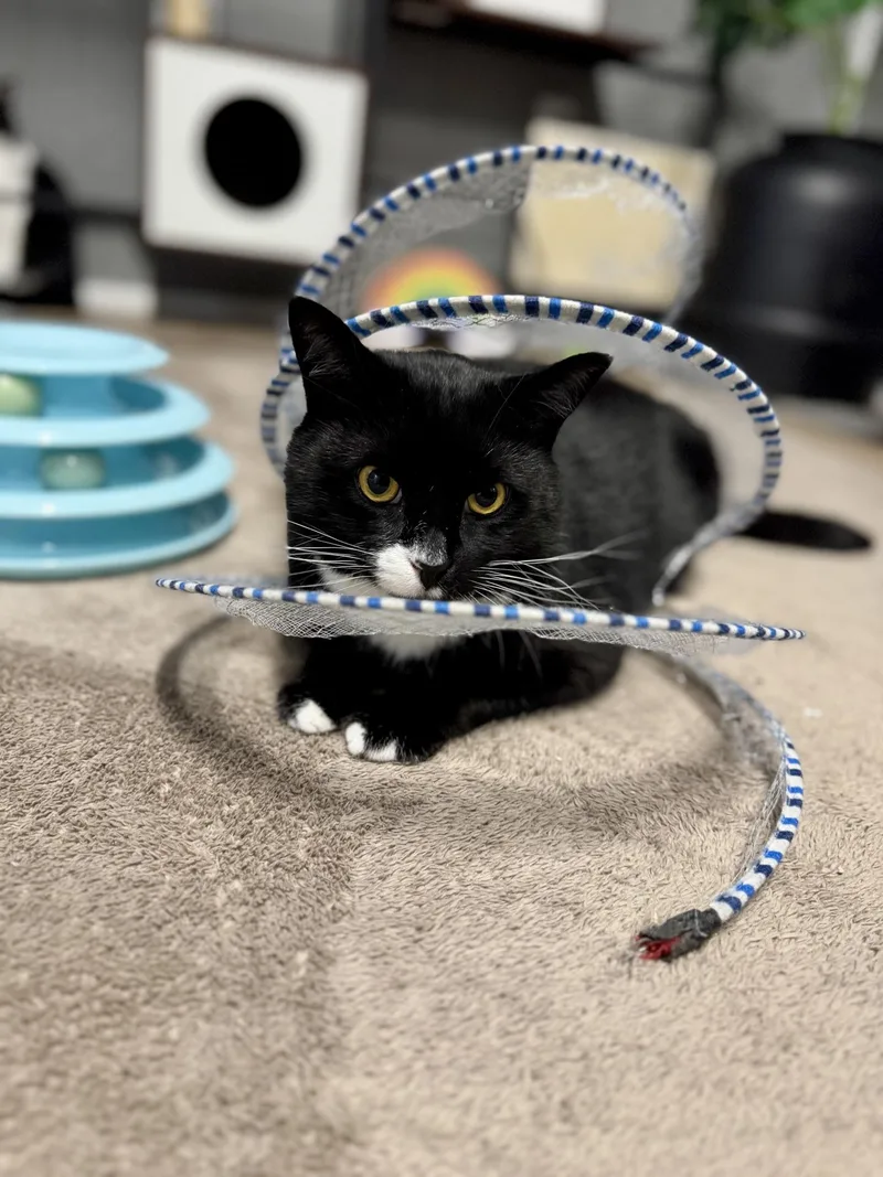 A young medium-sized male Black & White / Tuxedo Tuxedo cat named Frosty for adoption in Greensburg, PA