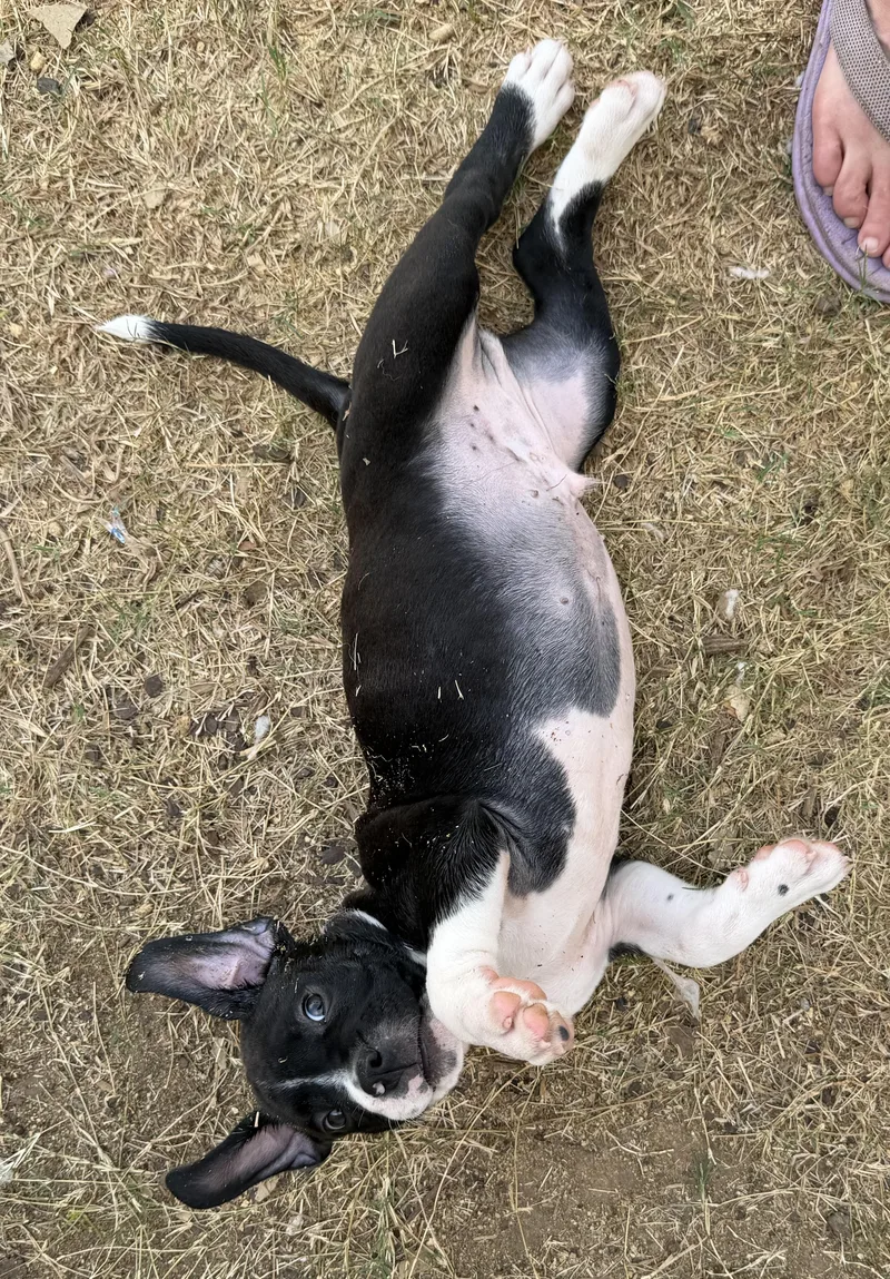 A baby medium-sized male Pit Bull Terrier dog named Chord for adoption in Plano, TX