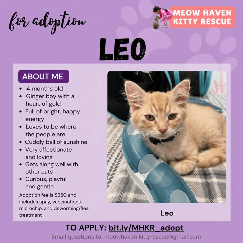A baby small-sized male Buff / Tan / Fawn Maine Coon cat named Leo for adoption in San Jose, CA