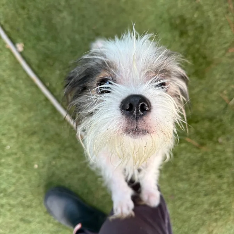 An adult small-sized female Terrier dog named Cricket for adoption in Daphne, AL