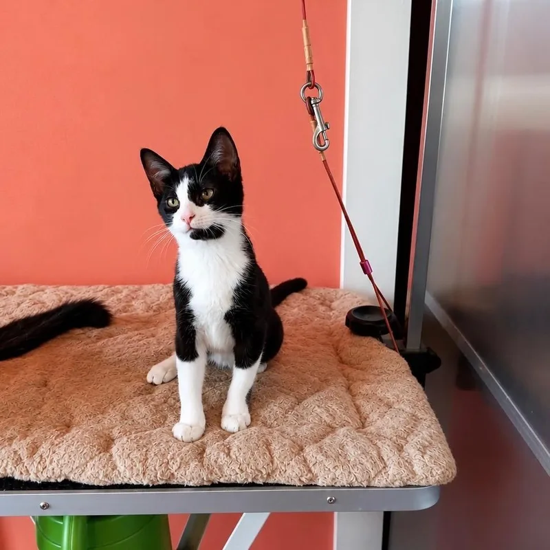 A baby medium-sized male Domestic Short Hair cat named Harry Potter for adoption in Marianna, FL
