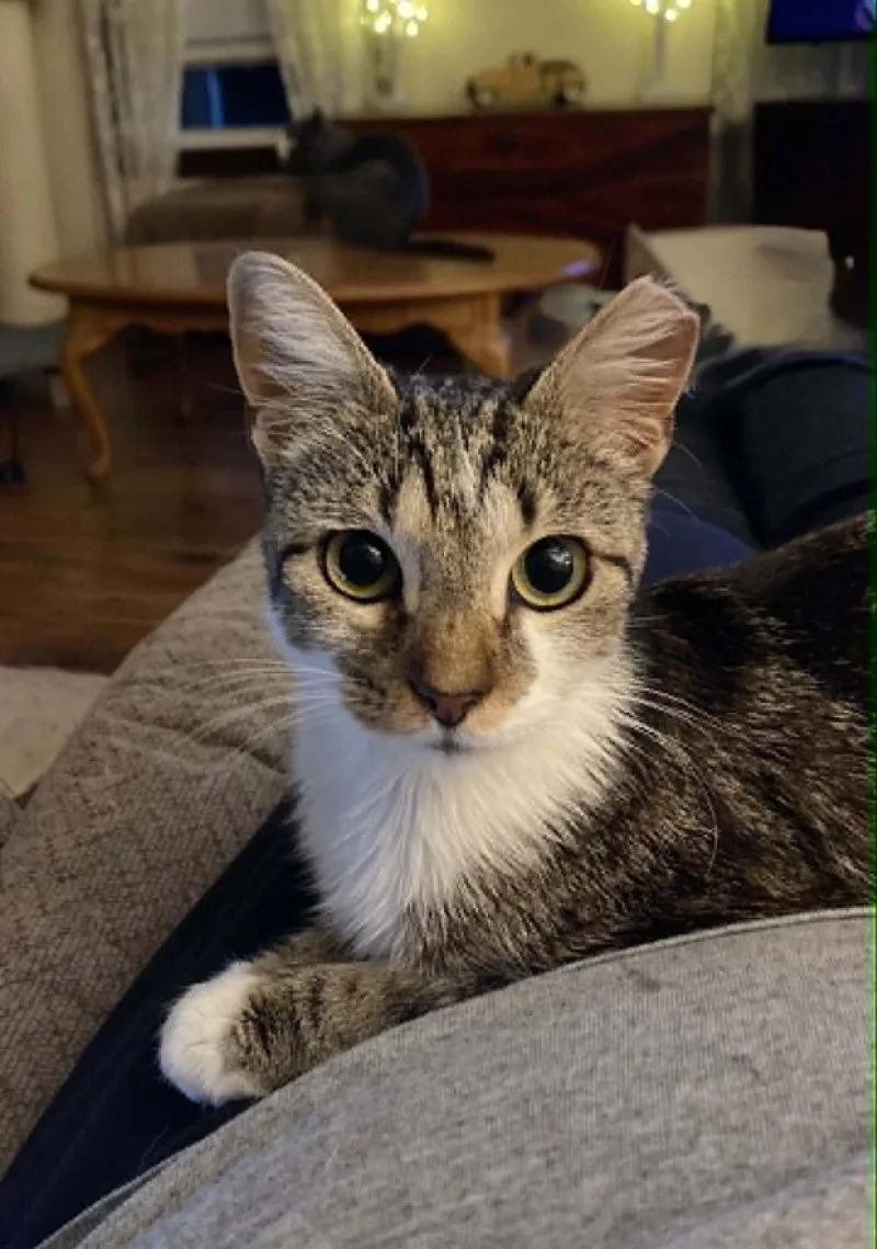 A baby small-sized female Tabby cat named Madelyn for adoption in Capshaw, AL