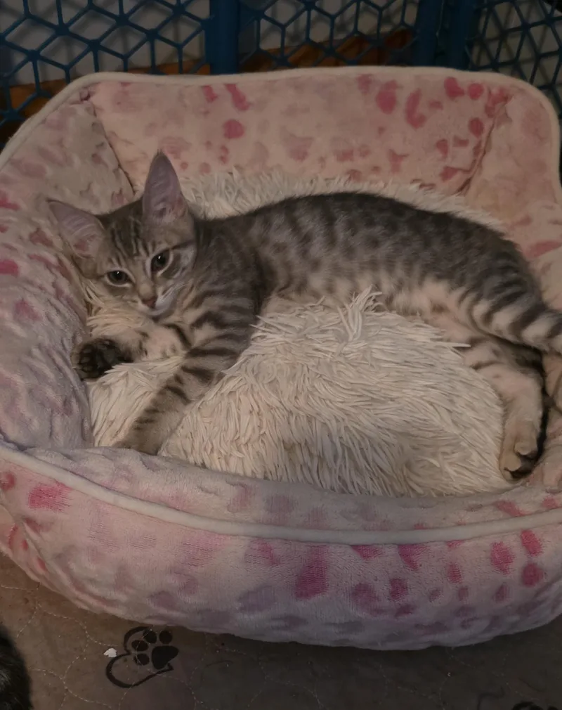 A baby medium-sized male Domestic Short Hair cat named Rocky Grace & for adoption in Mayfield, NY