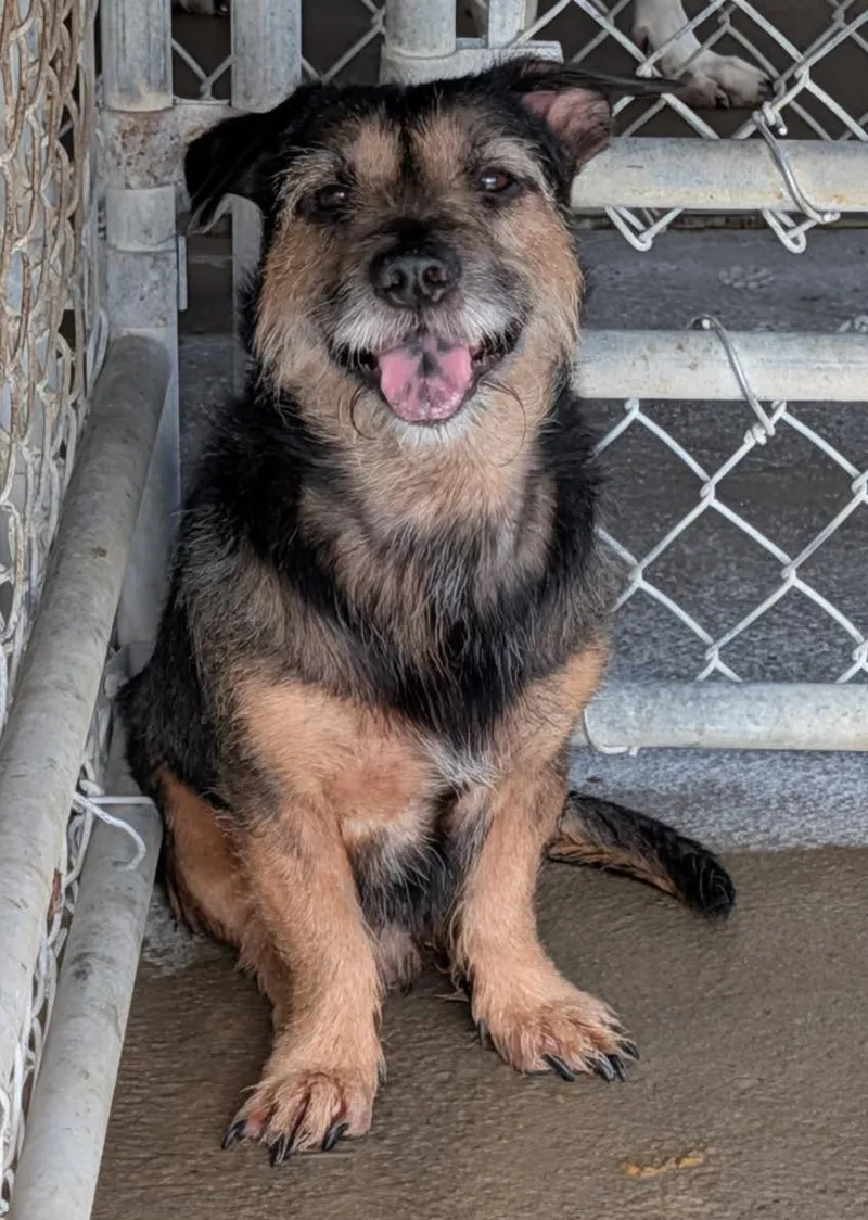 McGruff