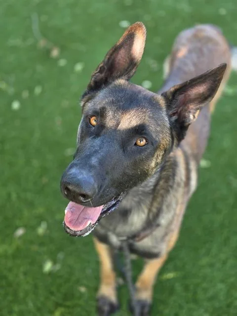 A young large-sized male Belgian Shepherd / Malinois dog named Mayday for adoption in West Valley City, UT