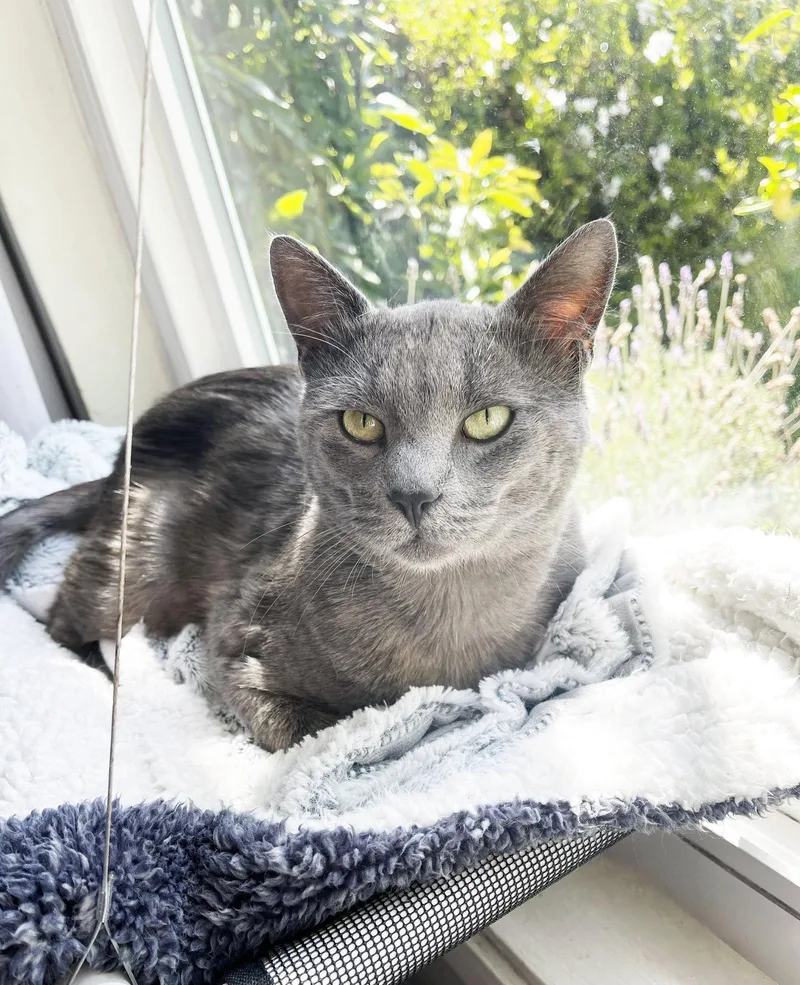 An adult medium-sized male Gray / Blue / Silver Domestic Short Hair cat named Bear for adoption in Alameda, CA