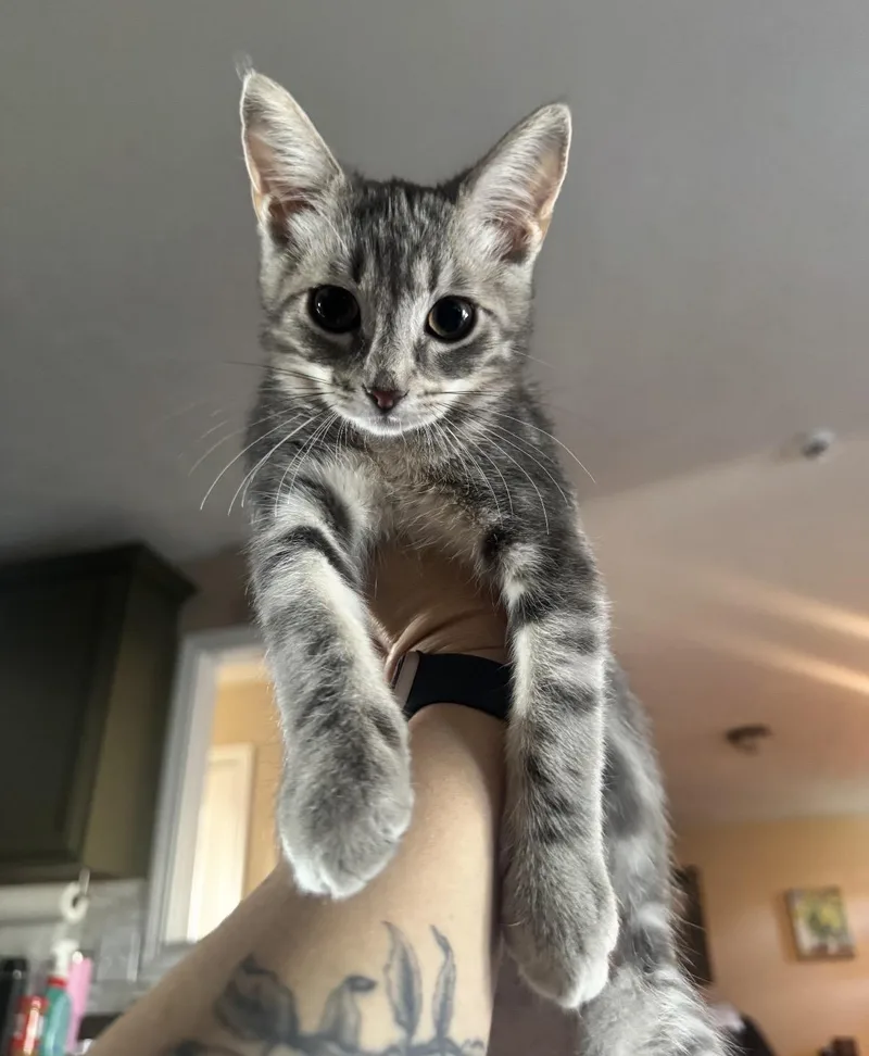 A baby small-sized female Tabby (Gray / Blue / Silver) Domestic Short Hair cat named Loretta for adoption in Woodlawn, TN