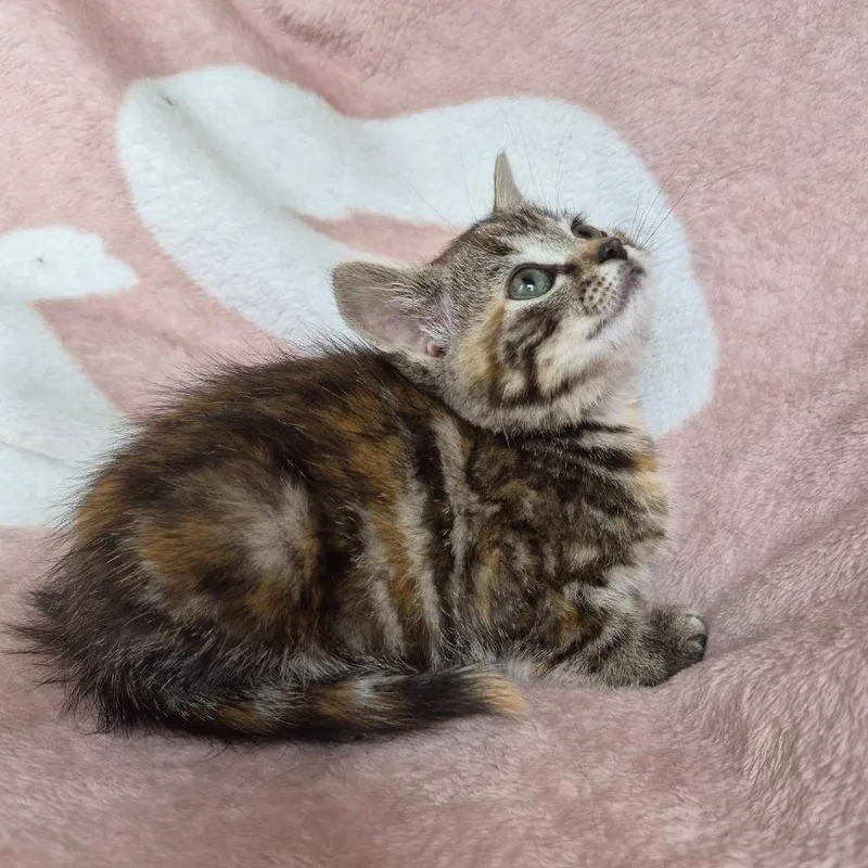 A baby small-sized female Torbie Domestic Short Hair cat named Eowyn for adoption in Lexington, KY