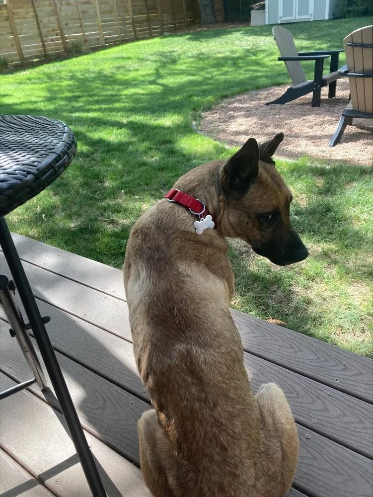 A senior medium-sized female German Shepherd Dog dog named Sue for adoption in Littleton, CO