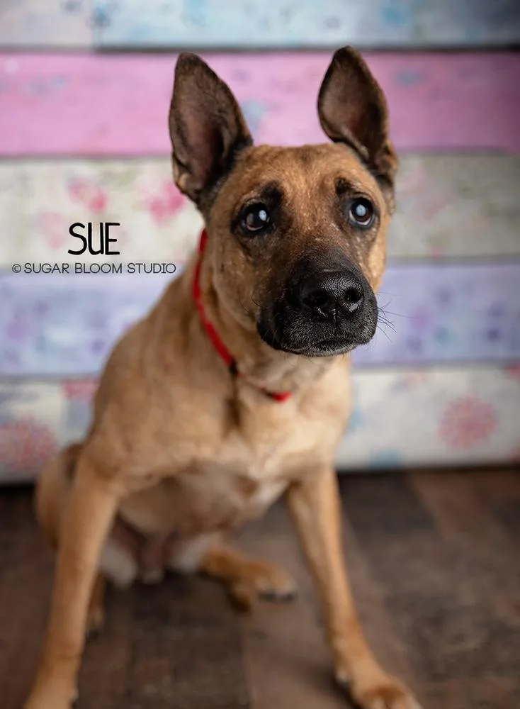 Sue thumbnail 5