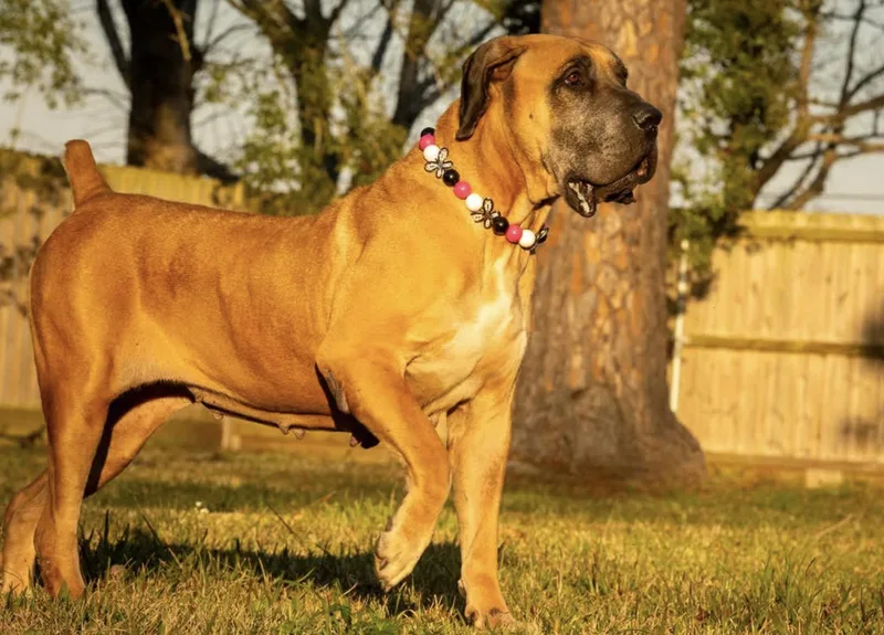 Mishka