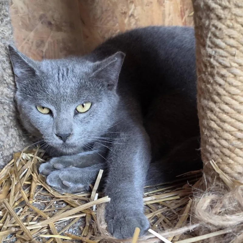 A young medium-sized male Gray / Blue / Silver Domestic Short Hair cat named Ritz for adoption in Waynesboro, PA