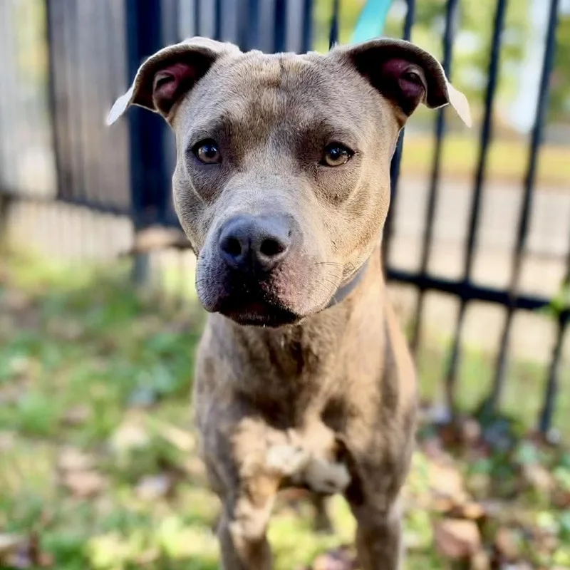 A young medium-sized male Brindle Pit Bull Terrier dog named Cracker Jack for adoption in Buffalo, NY
