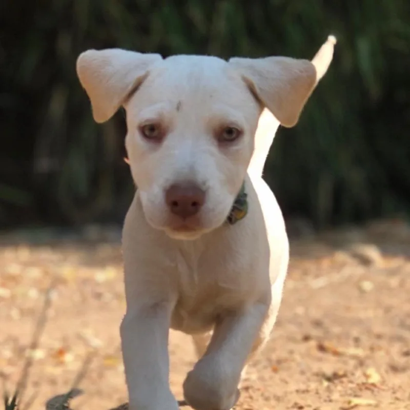 A baby small-sized female White / Cream Mixed Breed dog named Butters for adoption in Portland, OR