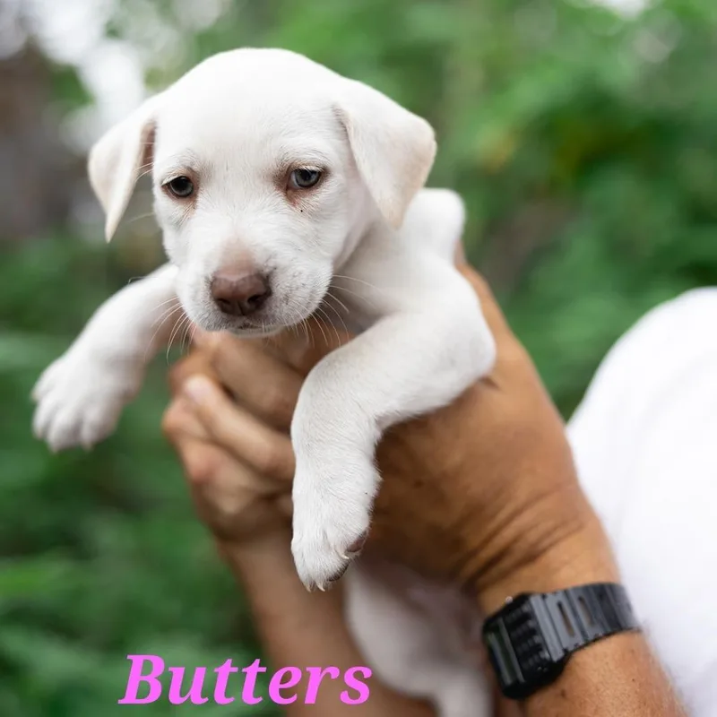 Butters thumbnail 2