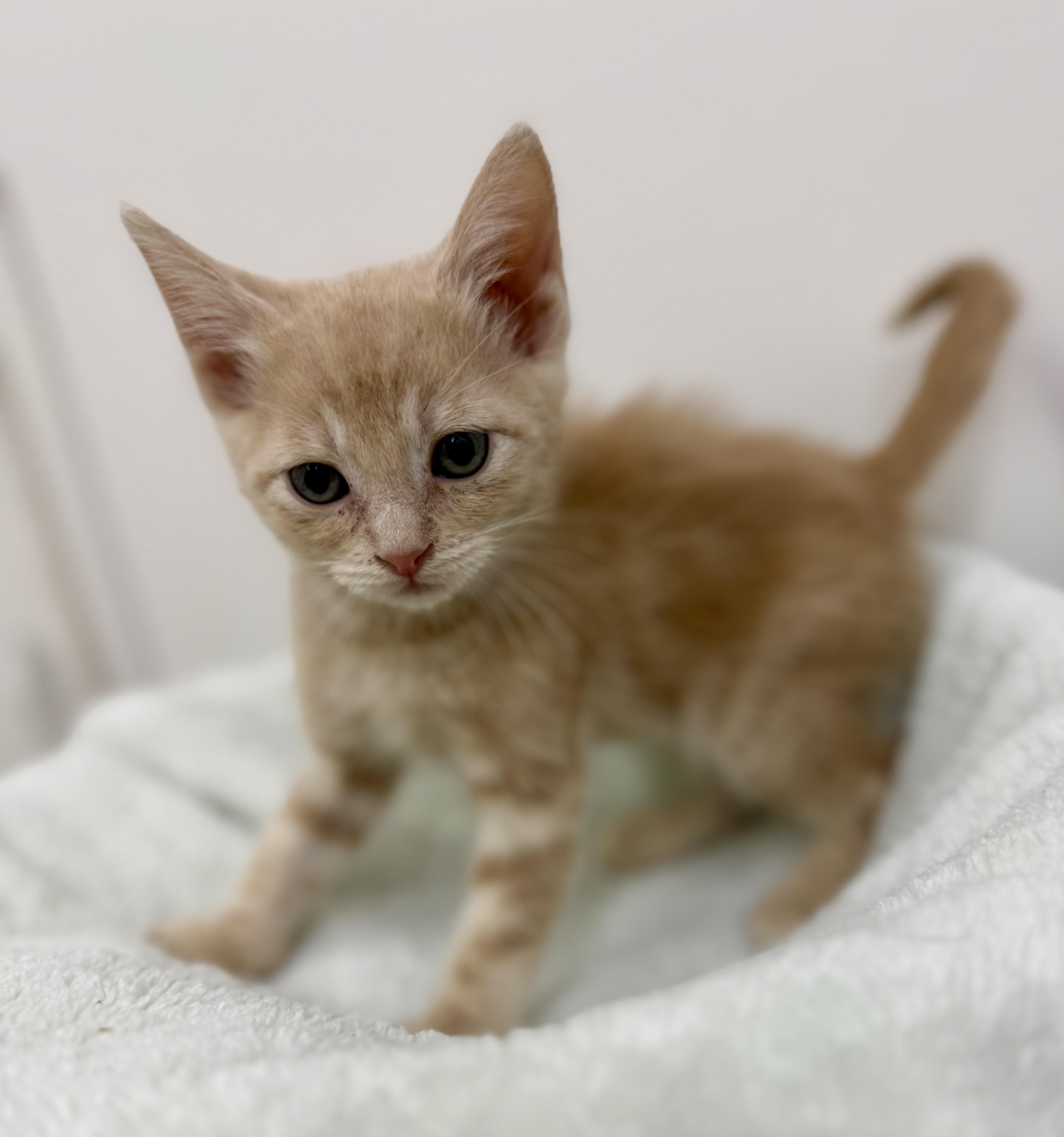 A baby medium-sized male Tabby (Orange / Red) Domestic Short Hair cat named Pumpkin for adoption in Sonora, CA