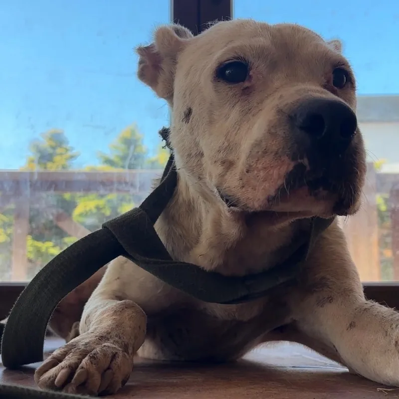 A young medium-sized female Pit Bull Terrier dog named Nelli for adoption in New York, NY