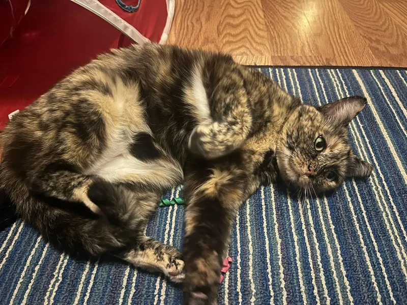An adult medium-sized female Tortoiseshell Domestic Short Hair cat named Cleo for adoption in Fort Oglethorpe, GA