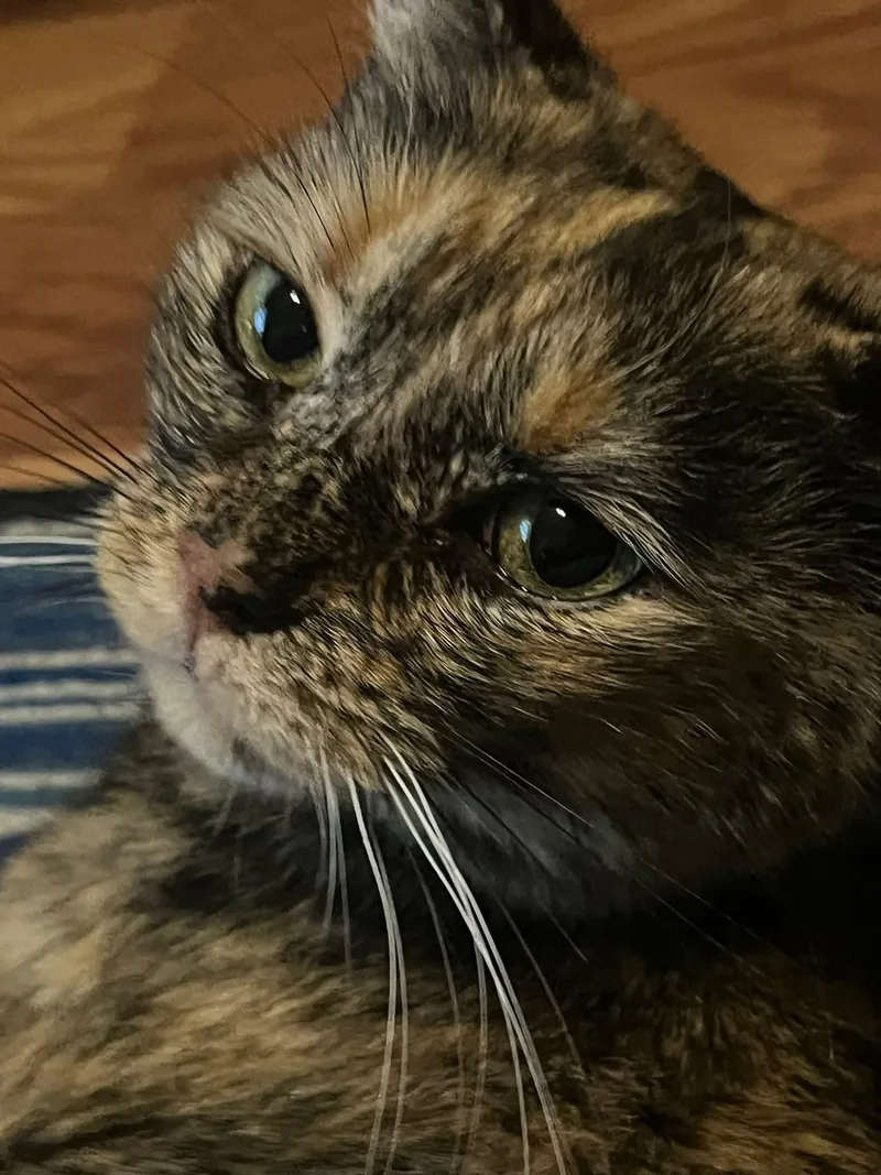 Cleo thumbnail 5