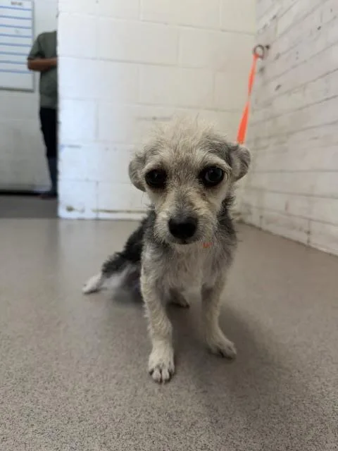 A young small-sized female Terrier dog named Sailor for adoption in San Bernardino, CA